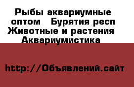 Рыбы аквариумные, оптом - Бурятия респ. Животные и растения » Аквариумистика   